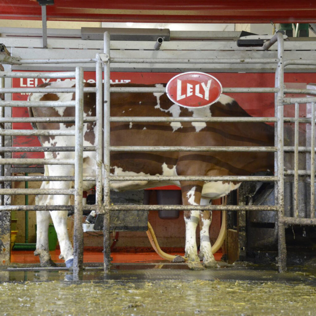 Kuh-in-Roboter-square